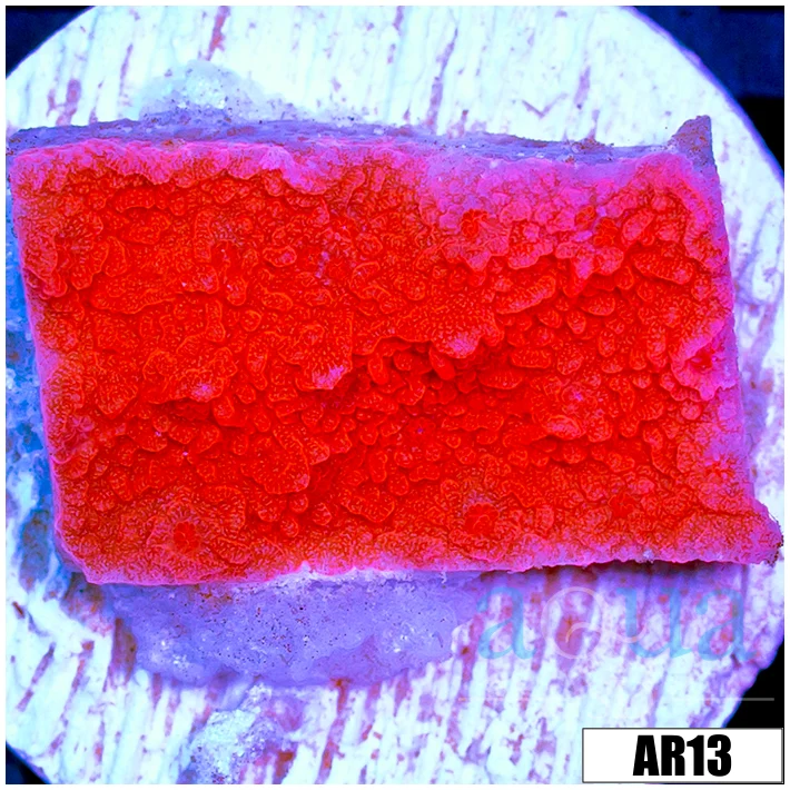 Red Monti Cap