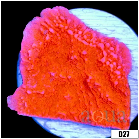 Red Monti Cap