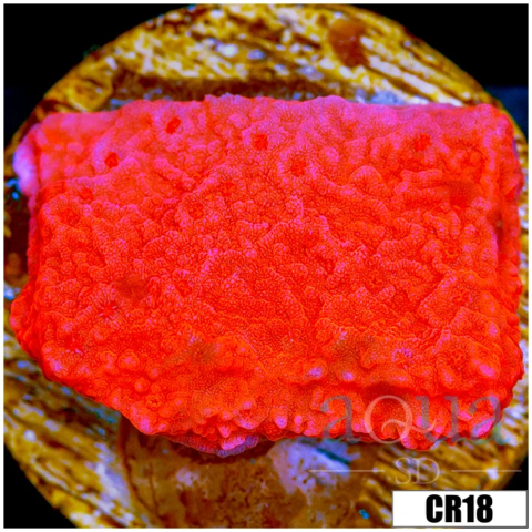 Red Monti Cap Multiples Available