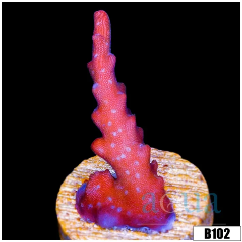 Red Robin Staghorn Acropora