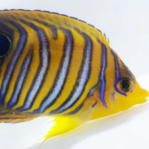 Regal Angel Yellow Belly