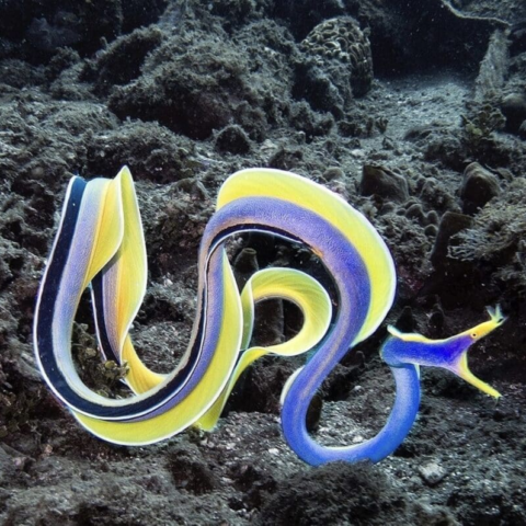 Ribbon Eel Blue Large