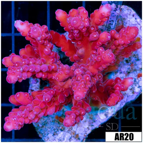 Rose Bomb Acropora Colony