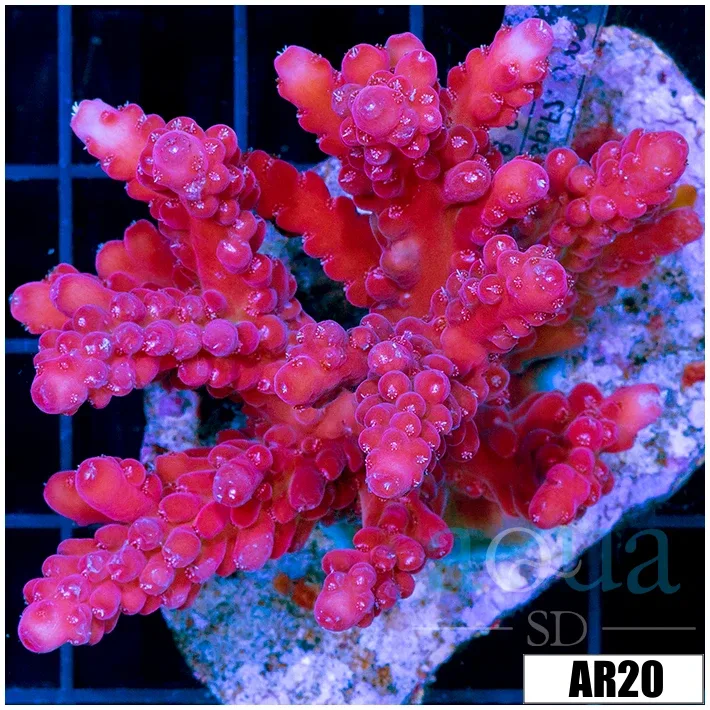 Rose Bomb Acropora Colony