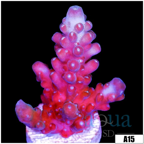 Rose Thorn Acropora