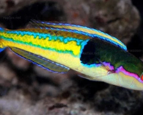 Royal Pencil Wrasse (Severns) Male