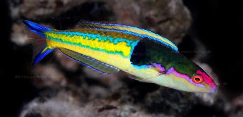 Royal Pencil Wrasse (Severns) Male
