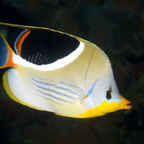 Saddle butterflyfish