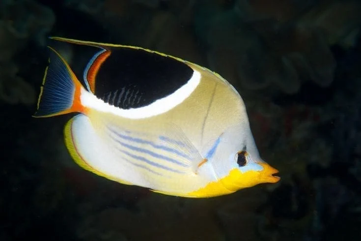 Saddle butterflyfish