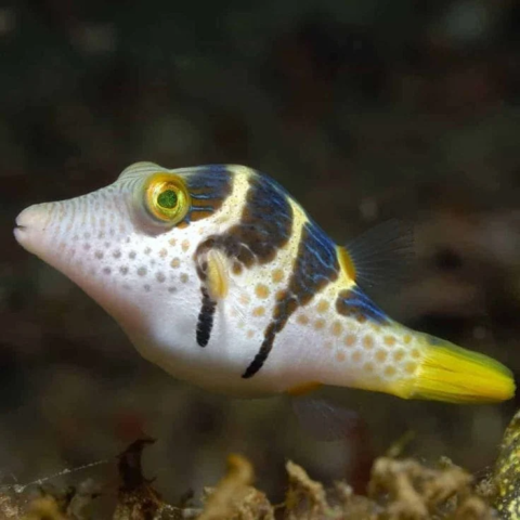 Saddle Valentini Puffer