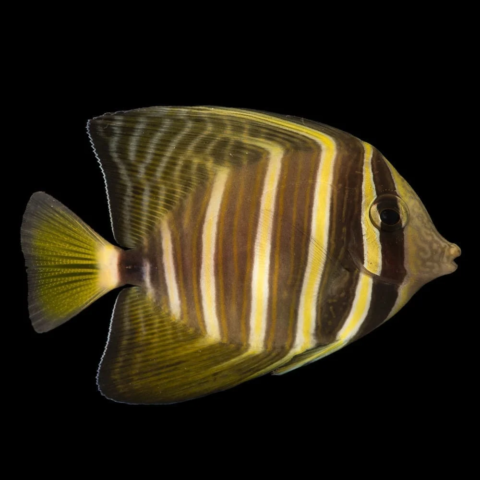 Sailfin Tang