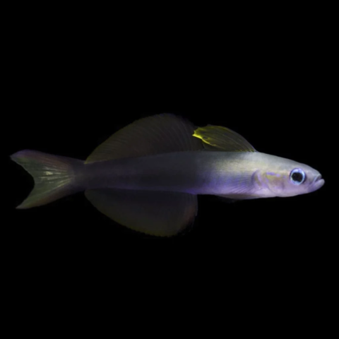 Scissortail Dartfish