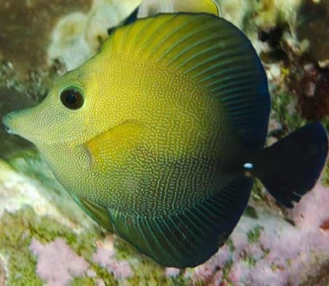 Scopas Tang