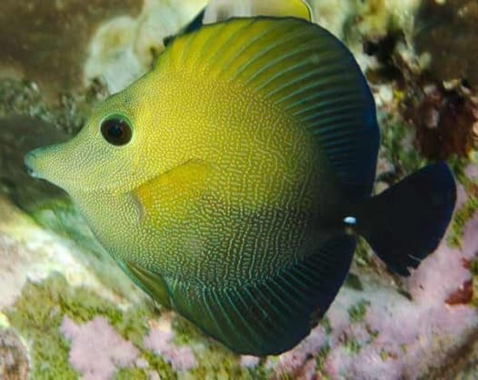 Scopas Tang