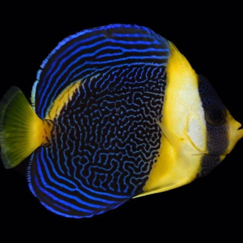 Scribbled Angelfish (Expert Only)
