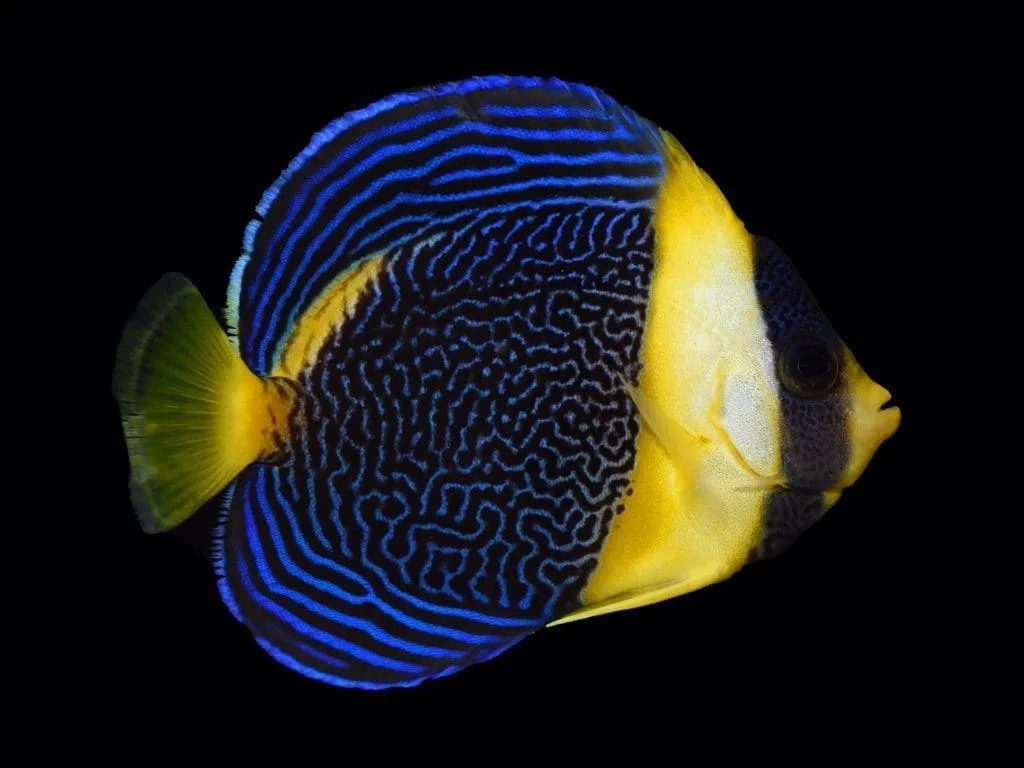 Scribbled Angelfish (Expert Only)