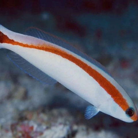 Skunk Tile Fish