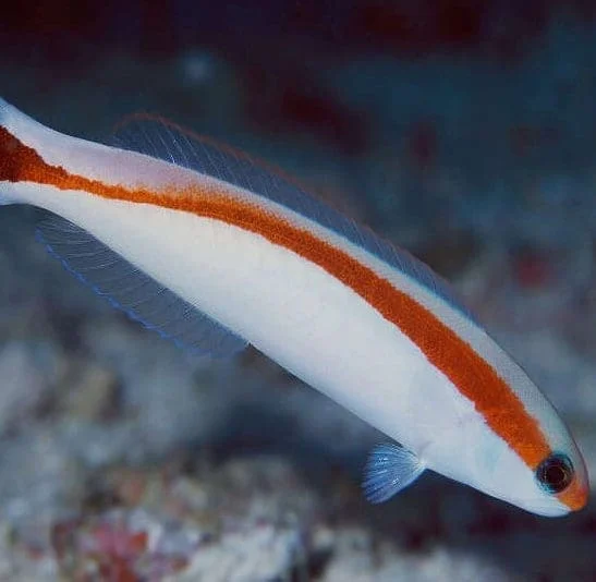 Skunk Tile Fish