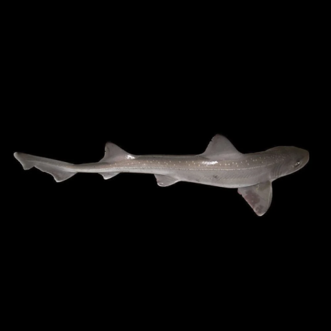 Smoothhound Shark MLg (Expert Only)