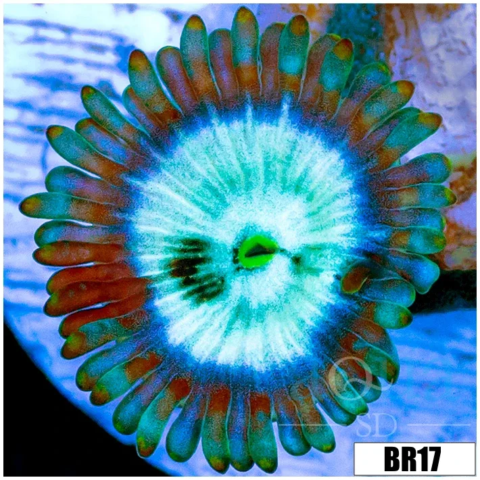 Snow Yeti Zoanthids