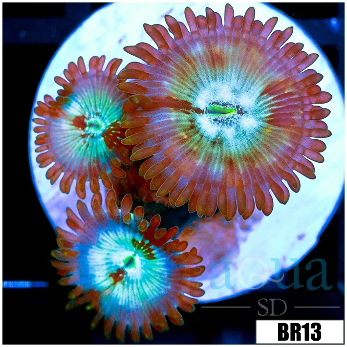 Snow Yeti Zoanthids - Image 2