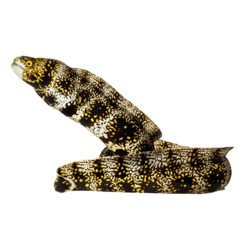 Snowflake Eel