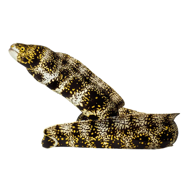 Snowflake Eel