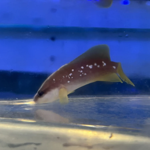 Soapfish White Spotted ATL