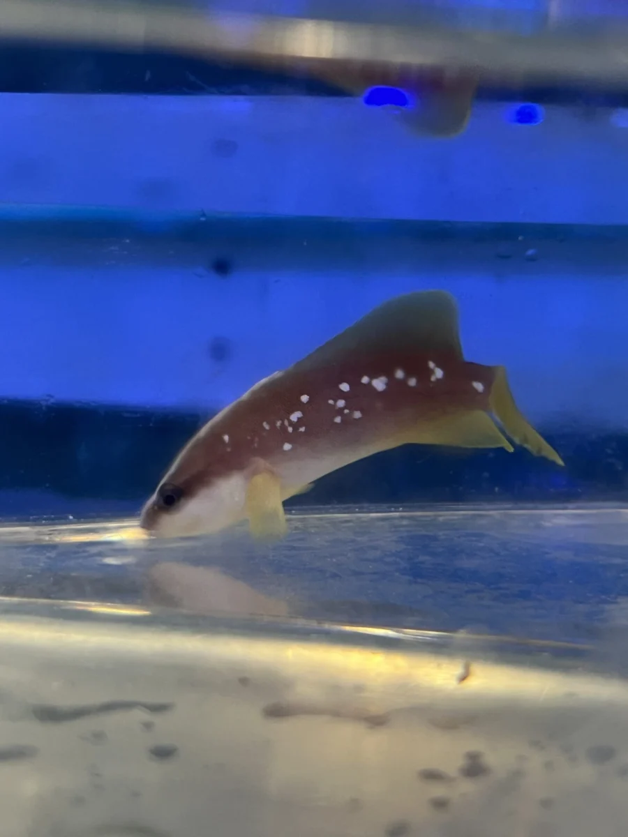 Soapfish White Spotted ATL