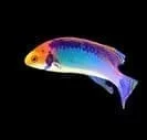 Solar Fairy Wrasse