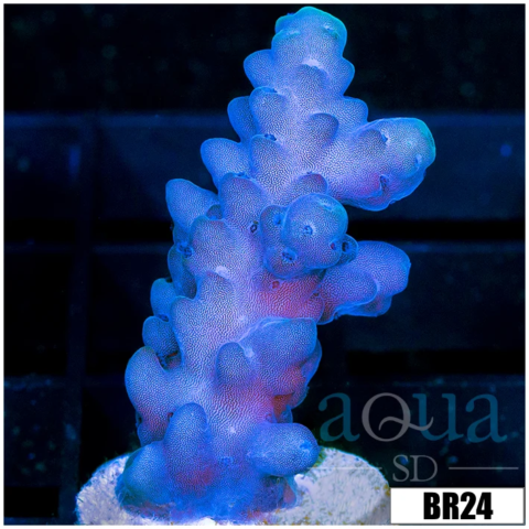 Soloman Island Purple Monster Acropora