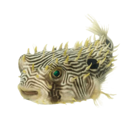 Spiny Burr Puffer