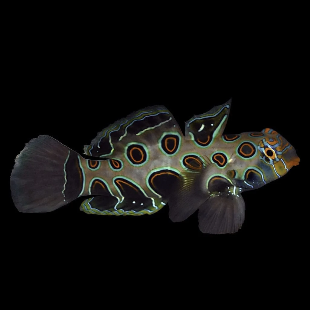 Spotted Mandarin Dragonet