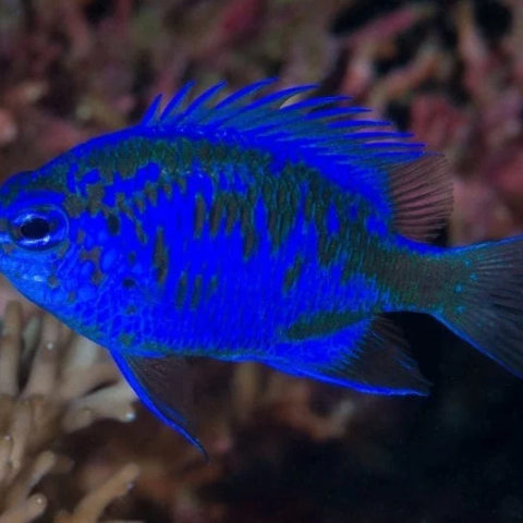 Springeri Damsel (Flatworm eater)