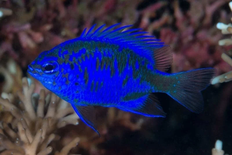 Springeri Damsel (Flatworm eater)