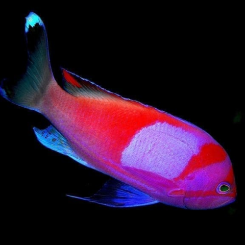 Square box Anthias – Male