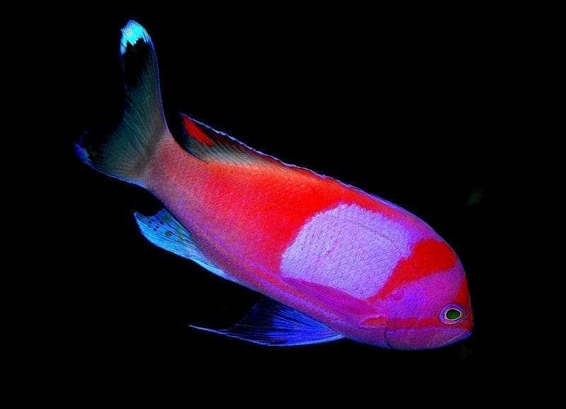 Square box Anthias – Male