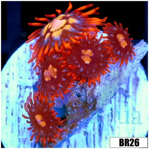 Star Fire Zoas