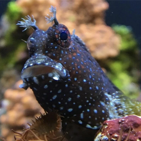 Starry Blenny
