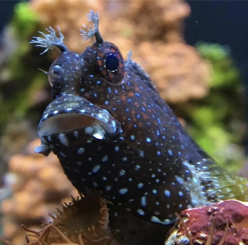 Starry Blenny