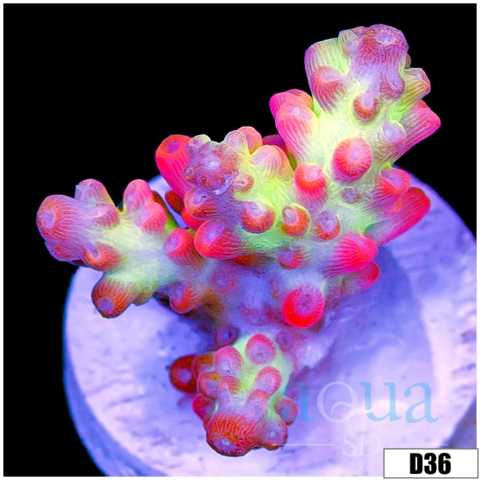Strawberry Shortcake Tort Acropora