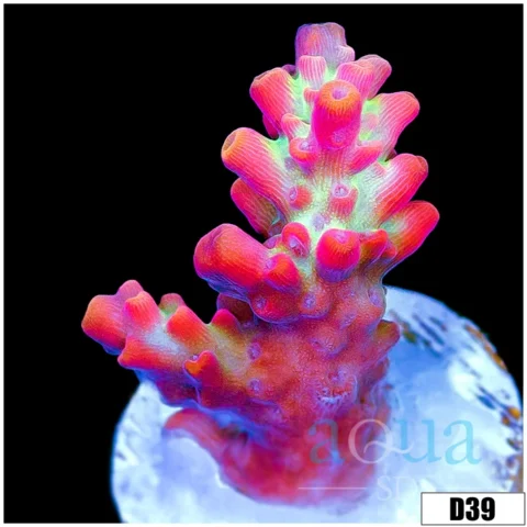 Strawberry Shortcake Tort Acropora