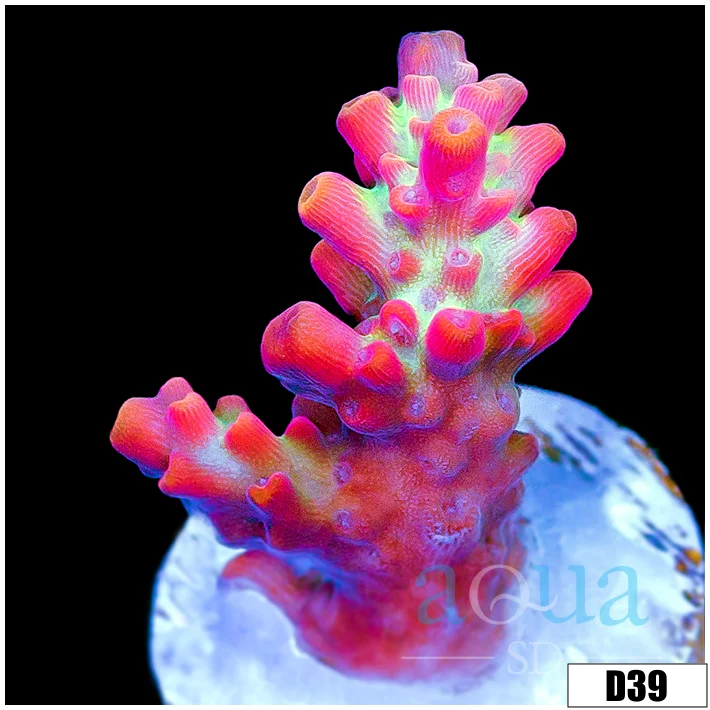 Strawberry Shortcake Tort Acropora