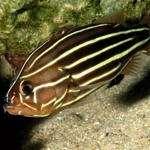 Stripe Soapfish (sexleniatius grouper)
