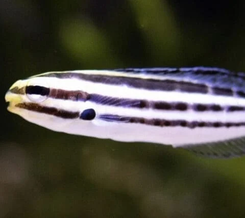 Striped Fang Blenny