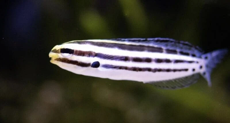 Striped Fang Blenny