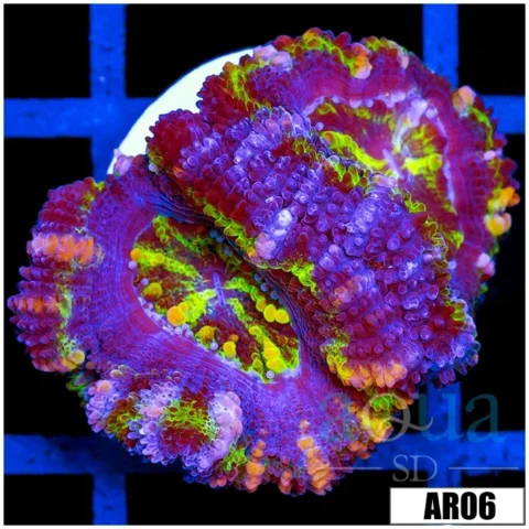 Striped Jokers Acan Lord