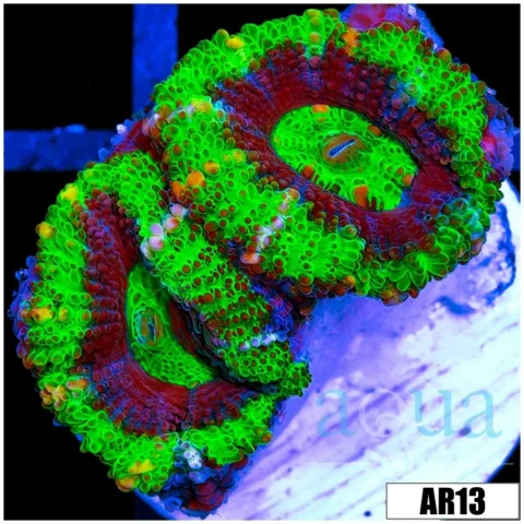 Striped UFO Acan Lord