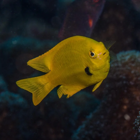 Sulfur Damsel Africa