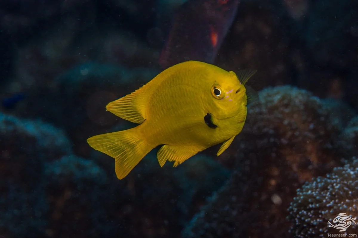 Sulfur Damsel Africa